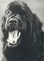 Gentle Giants: A Book of Newfoundlands