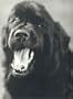 Gentle Giants: A Book of Newfoundlands