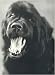 Gentle Giants: A Book of Newfoundlands
