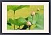 Framed Prints of Asia, Thailand, from Danita Delimont