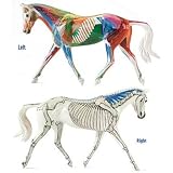 Breyer Traditional Anatomy In Motion