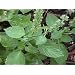 Holy basil-Tulsi seed packet