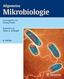 Bild zu: Allgemeine Mikrobiologie