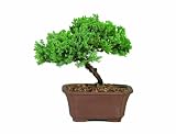 Cheap Brussel's DT2101GMJ Green Mound Junpier Bonsai by Brussel's Bonsai