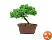 This item last updated: Nov 08, 2010