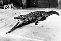 Helmut Newton's SUMO