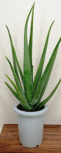 アロエベラ大株