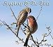 Search : Symphony of the Birds