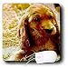 Dogs Irish Setter - Irish Setter Puppy - Mouse Pads