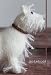 Best in Show: White Terrier (Best in Show Knitted Dog Notebooks)
