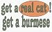   - get a real cat! Get a burmese 11 oz. White Mug