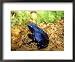 Blue Poison Dart Frog, Surinam Framed Art Poster Print by Andrew Bee, 22x18