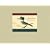 Audubon: Early Drawings