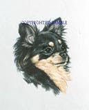 Chihuahua - Portrait by Cindy Farmer, Longhair