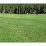 芝の種：ケンタッキーブルーグラス ニューシカゴ　1kg[ゴルフ場ティー・フェアウエイの高品質ターフ]