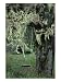 A Swing Hangs from a Tree Draped with Methuselahs Beard Lichens Photographic Poster Print by Sylvia Sharnoff, 18x24