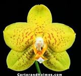 Phal. Aurelia Franklin 