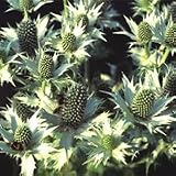 Eryngium 'Miss Wilmott's Ghost' Seeds x 1 Pkt FREEPOST