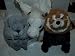 Webkinz Chinchilla*Webkinz Golden Pegasus*Webkinz Red Panda June 2010 Releases 3 Piece Set + 3 Webkinz Secret Coded Magentic Bookmarks!