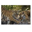 Bengal Tiger, 6 Month Old Cub and Tigress, Madhya Pradesh, India Photos To Go Collection Photographic Poster Print by Elliott Neep, 40x30