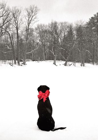 Black Lab and Trees Christmas Card Set
