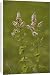 Canvas Prints of Apple mint from Ardea Wildlife Pets