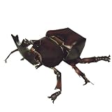 すぐできる昆虫 カブトムシ