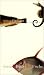 Goulds Buch der Fische. (Relié)