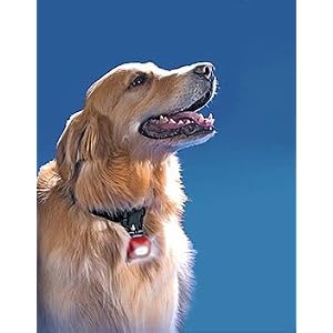 PupLight Dog Safety Light