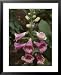 Search : Foxglove, which yields digitalis, is vital in the treatment of heart disease Framed Art Poster Print by Sam Abell, 25x31