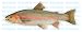 RAINBOW TROUT -Fish Decal- sticker truck fishing
