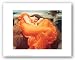 Flaming June by Frederic Lord Leighton 8"x10" Art Print Poster