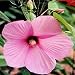 Hardy HIBISCUS LASIOCARPUS pink 20 seeds