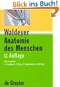 Anatomie des Menschen