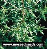 Mugwort Herb - 200 Seeds + *Free Seeds*
