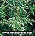 Mugwort Herb - 200 Seeds + *Free Seeds*