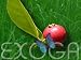 Erdbeer Guave Psidium littorale Samen