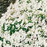 White Delight Phlox
