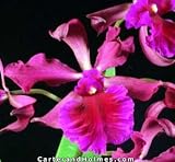 Epicat. Florida 'Pine Knot' (C. dowiana x Enc. cordigera) (Cattleya Type Orchid)