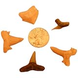 Lot of 5 - 5-75 Million Years Old Fossil Shark Teeth
