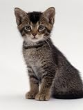 Domestic Cat, 9-Week Agouti-Tabby Male Kitten (Hybrid Wild Cat Crossed with a Blue Burmese) Animals Photographic Poster Print by Jane Burton, 12x16