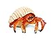 Safari Ltd  Incredible Creatures Hermit Crab