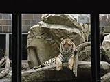 IMAGE OF A Siberian Tiger Rests on a Rock in an Outdoor Enclosure Animal Photographic Poster Print, 30x40
