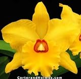 Blc Chun Yeah 'Canary' x Lc Lou Gilmore 'Mendenhall'(photo)(Bare root plant)