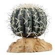 RZIL MEX PINCUSHION CACTUS 4"