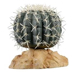 RZIL MEX PINCUSHION CACTUS 4"