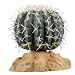 RZIL MEX PINCUSHION CACTUS 4"