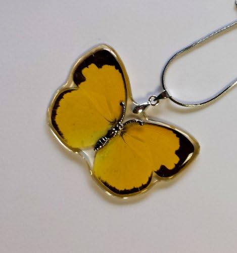 Common Emigrant Butterfly Wings Pendant Charm (Real Butterfly)