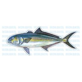 AMBERJACK -Fish Decal- window sticker car truck fishing