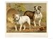 Two Bulldogs One White the Other Brindle and White Animals Giclee Poster Print, 24x18
